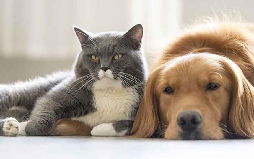 ¿Cuándo es el momento adecuado para esterilizar a nuestros perros y gatos?