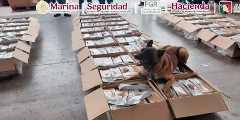 Binomio canino detecta una tonelada de café con presunta cocaína en el AICM