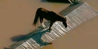 VIDEOS. En medio de inundaciones en Brasil, caballo “Caramelo” es rescatado 
