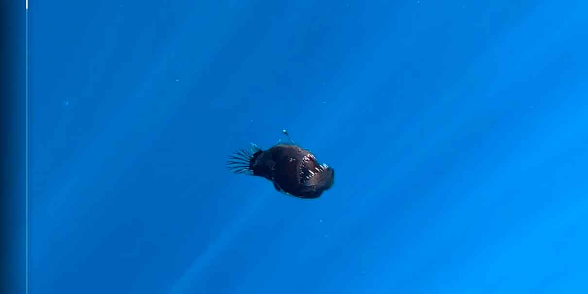 VIDEO. El asombroso ascenso y muerte de un pez diablo en la superficie del mar conmovió a  internautas