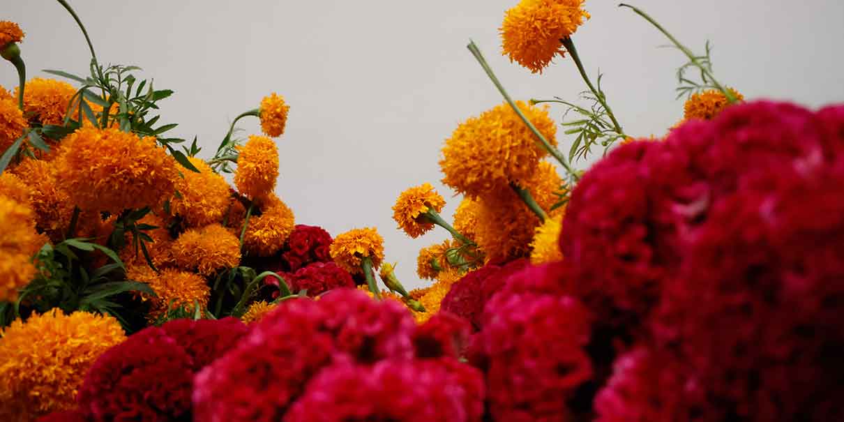 Mercado de flores de Atlixco abrirá 24 horas por Día de Muertos