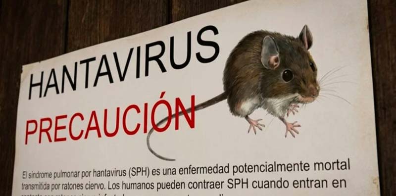 OMS descarta pandemia por hantavirus: “No será el próximo COVID-19”