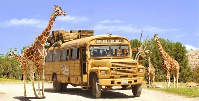 Africam Safari: vive la aventura salvaje más increíble de Puebla