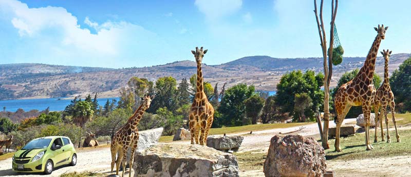 Africam Safari: vive la aventura salvaje más increíble de Puebla
