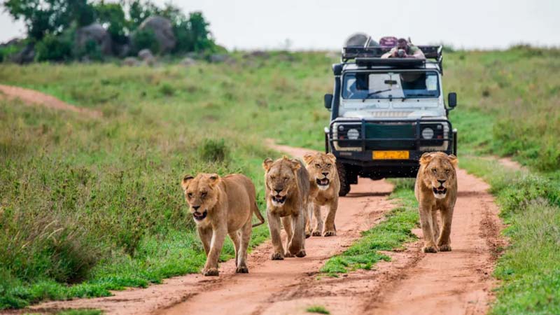 Africam Safari: vive la aventura salvaje más increíble de Puebla