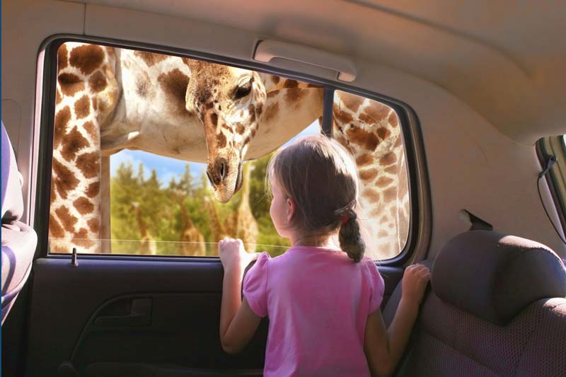 Africam Safari: vive la aventura salvaje más increíble de Puebla