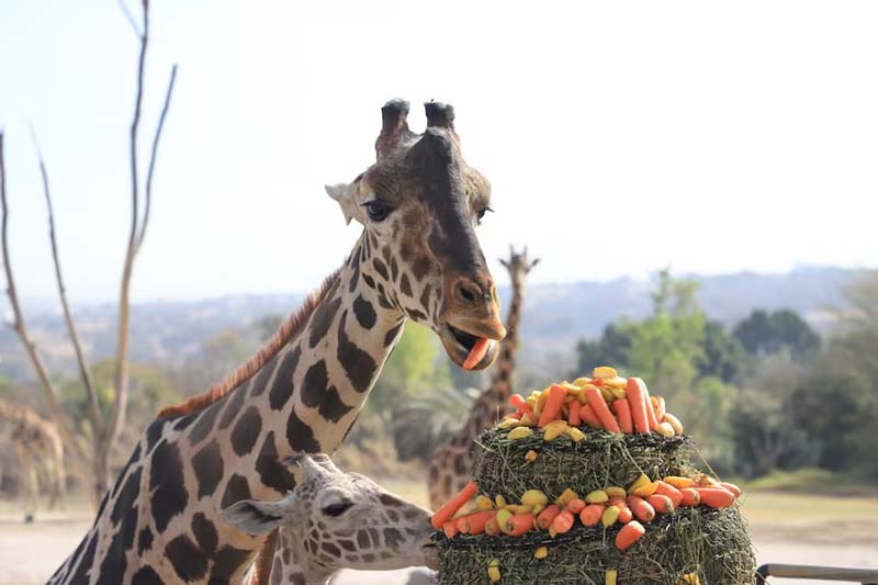 Africam Safari: vive la aventura salvaje más increíble de Puebla
