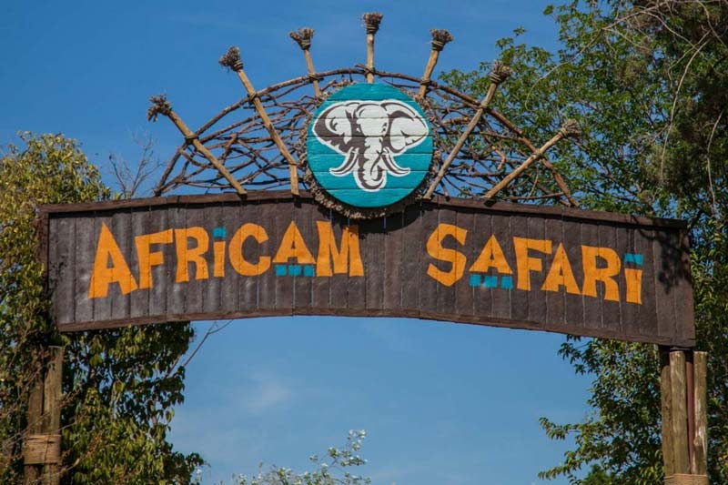 Africam Safari: vive la aventura salvaje más increíble de Puebla