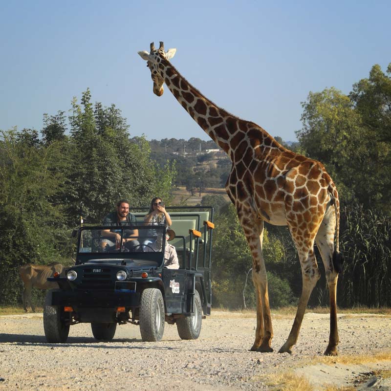 Africam Safari: vive la aventura salvaje más increíble de Puebla