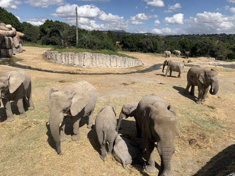 Africam Safari: vive la aventura salvaje más increíble de Puebla