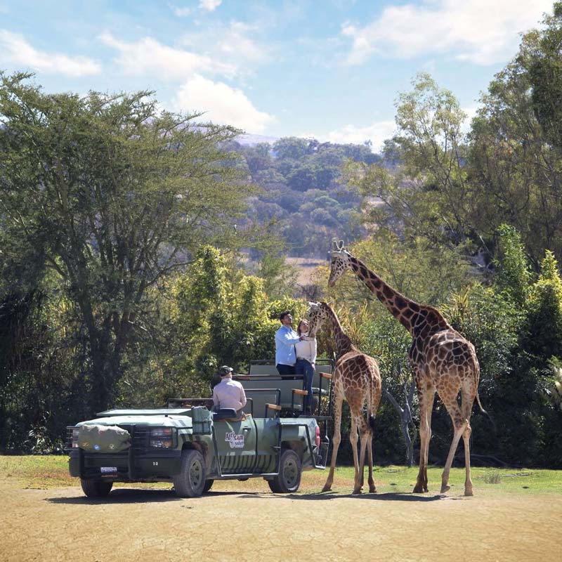 Africam Safari: vive la aventura salvaje más increíble de Puebla