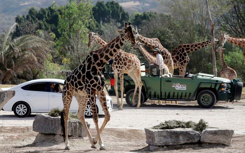 Africam Safari: vive la aventura salvaje más increíble de Puebla