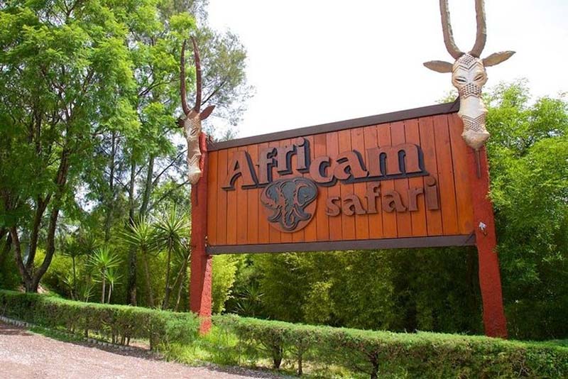 Africam Safari: vive la aventura salvaje más increíble de Puebla