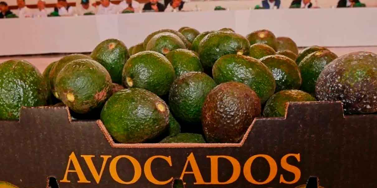 Aguacate