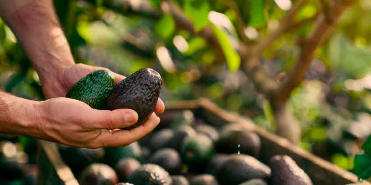 Aguacate