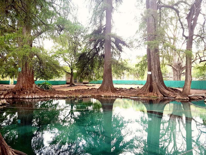 Visita los Ahuehuetes de Tepeojuma, el destino natural imperdible de Puebla