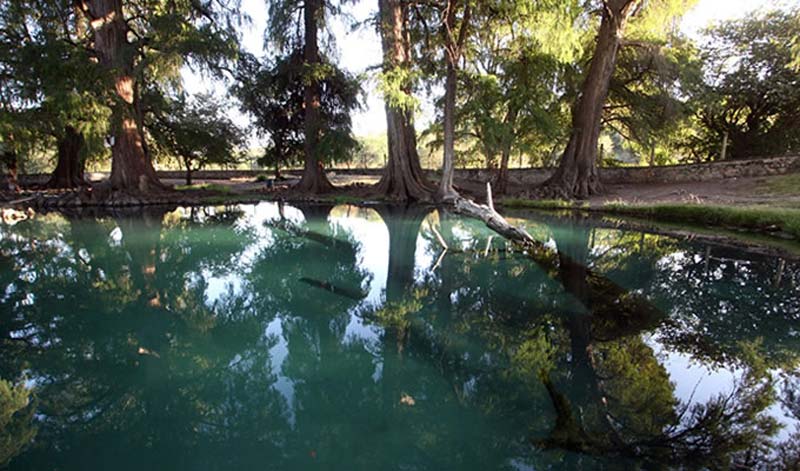 Visita los Ahuehuetes de Tepeojuma, el destino natural imperdible de Puebla