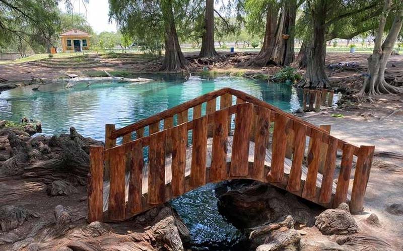 Visita los Ahuehuetes de Tepeojuma, el destino natural imperdible de Puebla