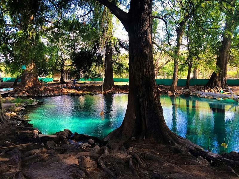 Visita los Ahuehuetes de Tepeojuma, el destino natural imperdible de Puebla