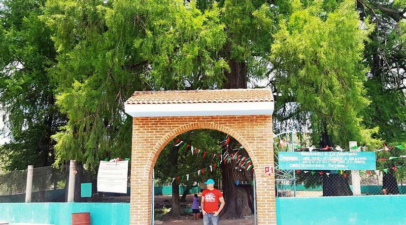 Visita los Ahuehuetes de Tepeojuma, el destino natural imperdible de Puebla