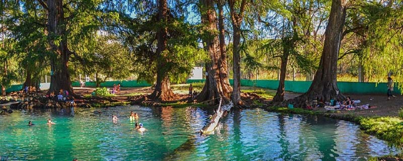Visita los Ahuehuetes de Tepeojuma, el destino natural imperdible de Puebla