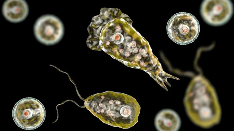 Naegleria fowleri, conocida coloquialmente como ameba comecerebros, se llega a presentar en aguas dulces estancadas, como lagos y lagunas. En humanos, puede ocasionar una enfermedad en el sistema nervioso central.