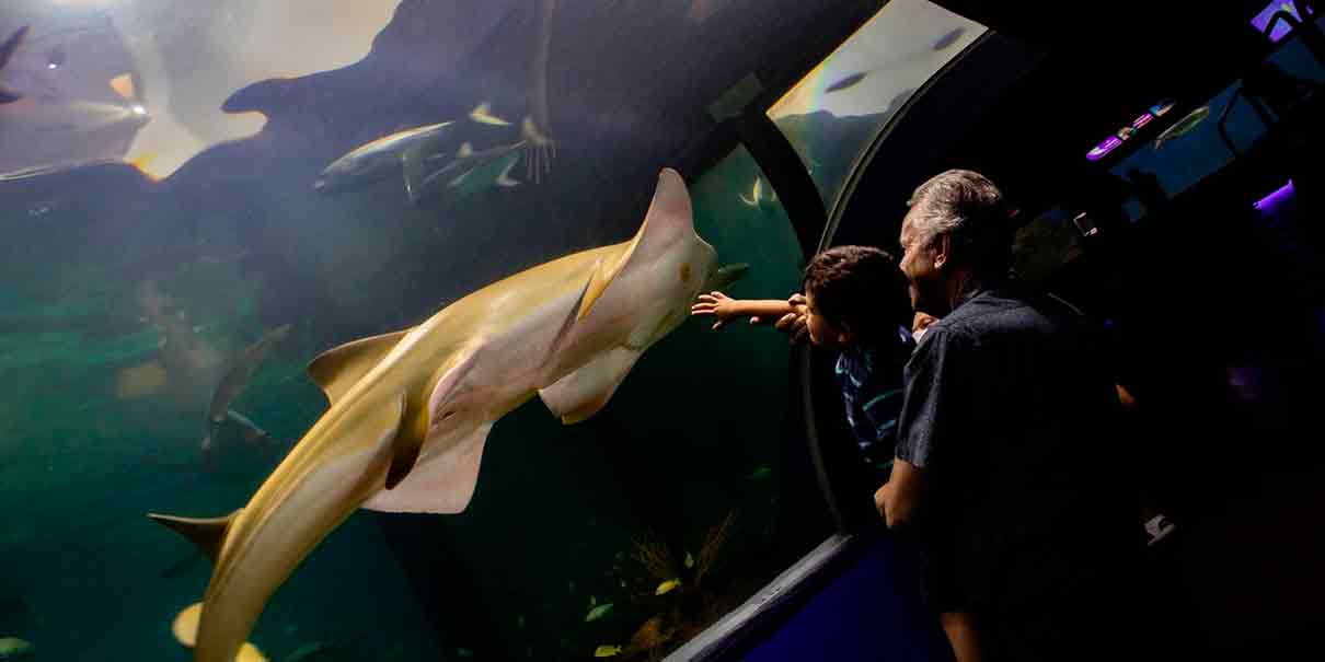Aquarium del Puerto