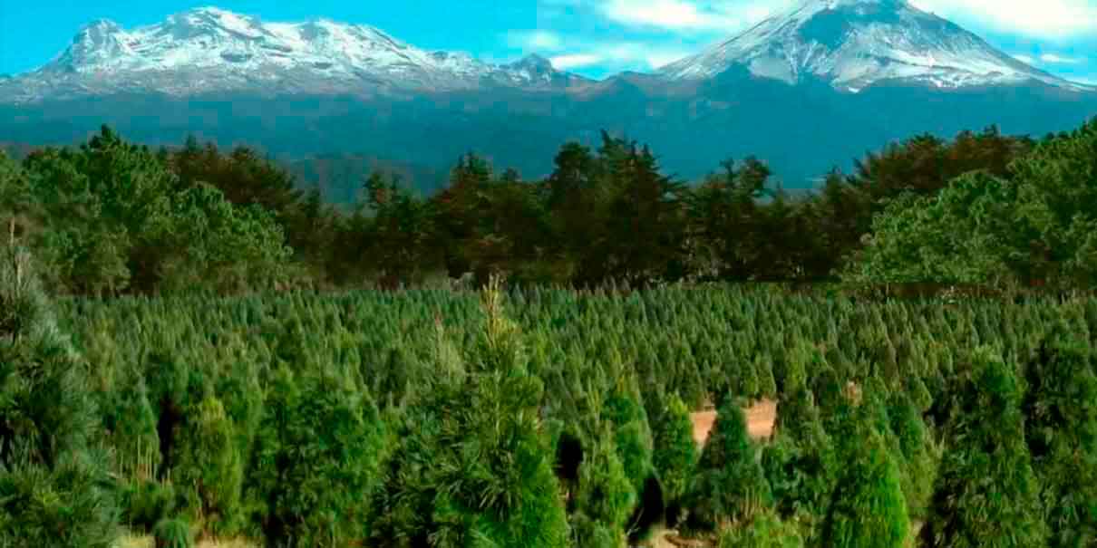 Bosque de los Árboles de Navidad 