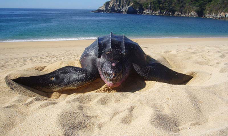 Bahías de Huatulco: un destino que se vive, no solo se visita