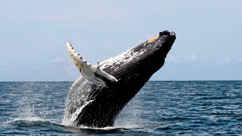 La Ballena de Rice