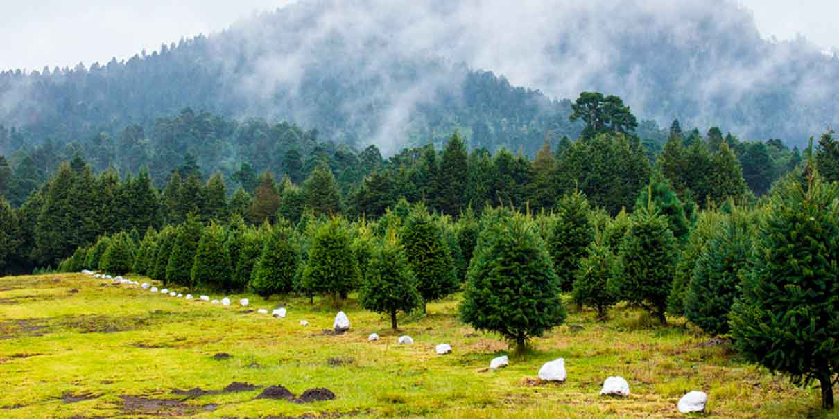 Bosque de los Árboles de Navidad 