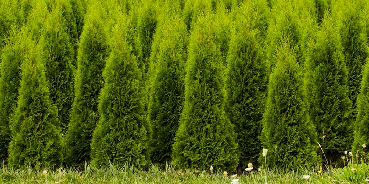 Bosque de los Árboles de Navidad 