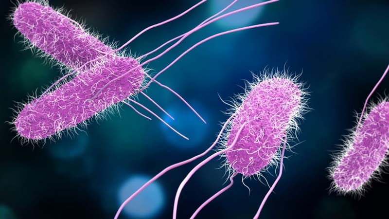 La Salmonella es una bacteria que puede provocar enfermedades gastrointestinales.
