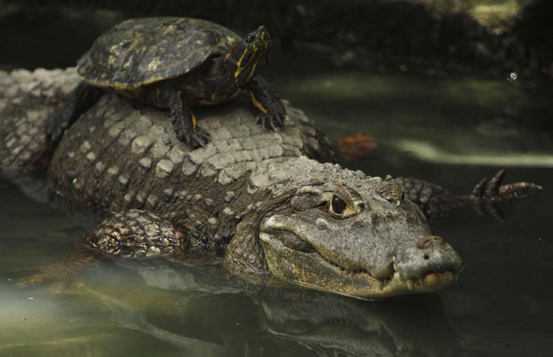 Lagunas de Catazajá: el paraíso escondido de Chiapas donde puedes ver manatíes en libertad