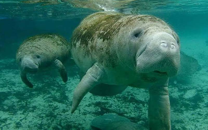 Lagunas de Catazajá: el paraíso escondido de Chiapas donde puedes ver manatíes en libertad