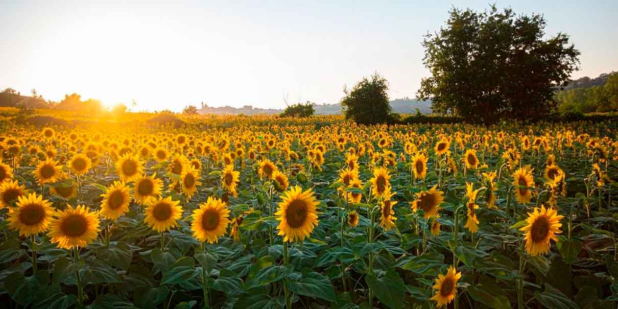 Campos de girasoles