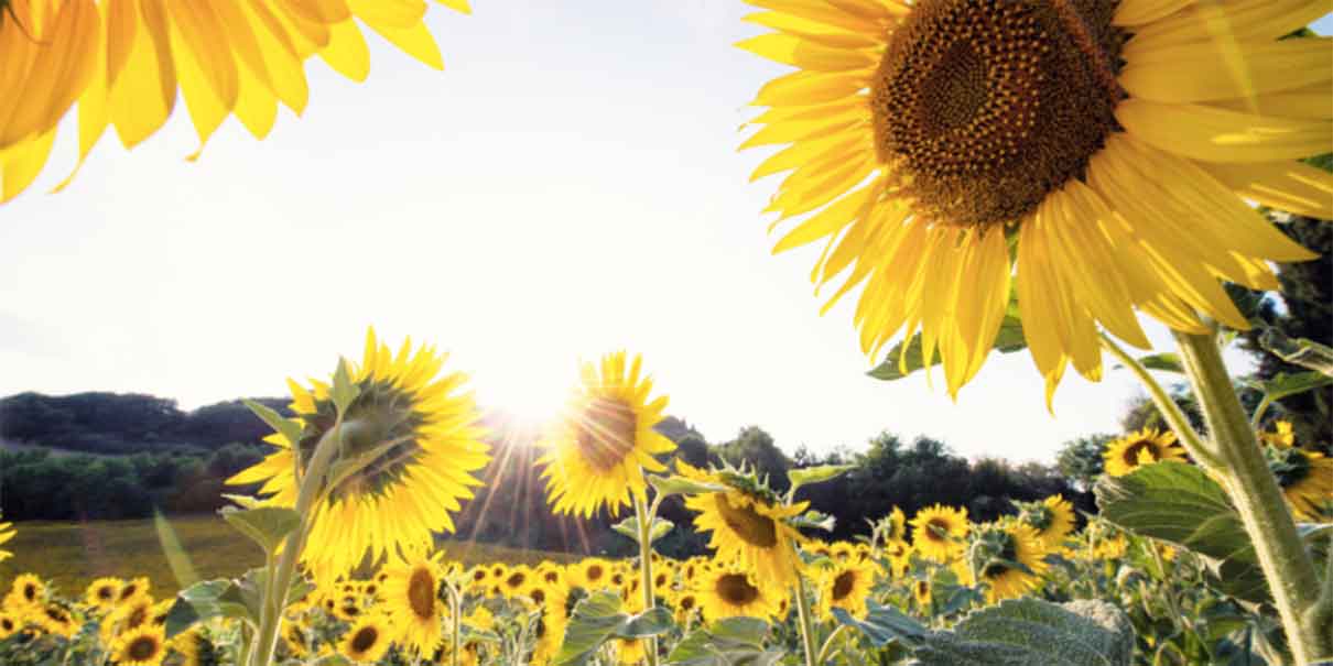 Ticumán se encuentra Girasoles Casa del Bosque,