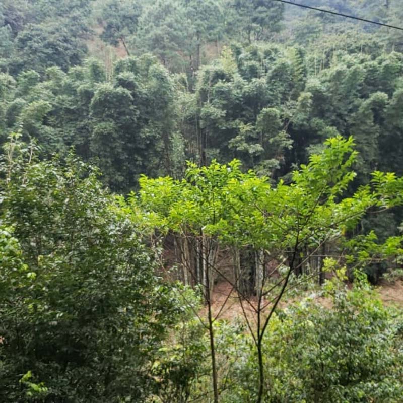 Descubre Cascada Las Brisas: la joya escondida de Puebla que debes visitar