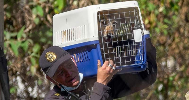 Rescate de casi mil animales en Refugio Franciscano expone maltrato a perros y gatos