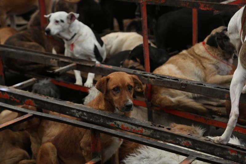 Rescate de casi mil animales en Refugio Franciscano expone maltrato a perros y gatos