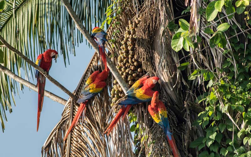 Centro Ecoturístico Las Guacamayas, Chiapas: el paraíso de la guacamaya roja en la Selva Lacandona
