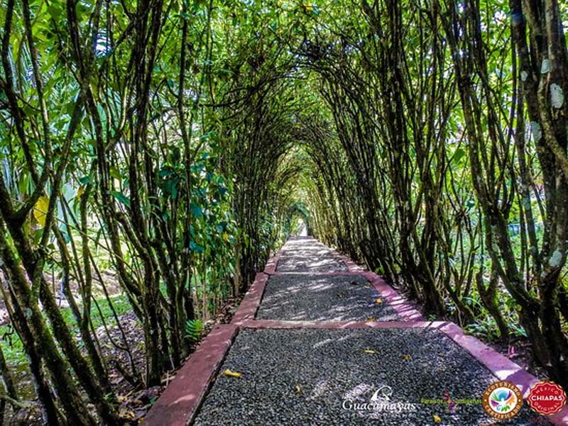 Centro Ecoturístico Las Guacamayas, Chiapas: el paraíso de la guacamaya roja en la Selva Lacandona