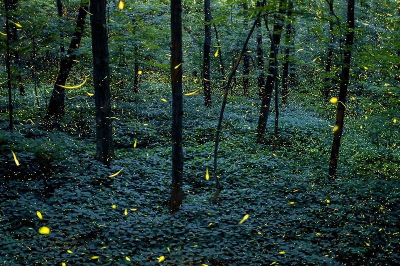 Las luciérnagas producen luz natural mediante la bioluminiscencia, un fenómeno que las hace únicas.
