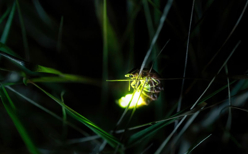 Las luciérnagas son escarabajos de la familia de los lampíridos, capaces de producir luz natural mediante la bioluminiscencia.