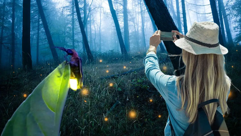 La temporada de lluvias favorece la actividad de numerosas especies de luciérnagas en los bosques del centro de México.