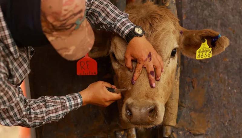 Confirman primer caso de gusano barrenador en Estados Unidos en ganado de Texas