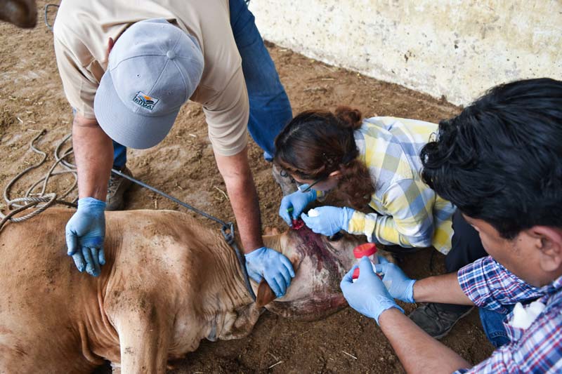 Confirman primer caso de gusano barrenador en Estados Unidos en ganado de Texas