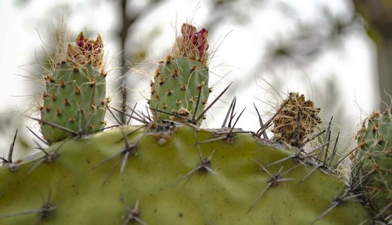 Jardín Botánico Helia Bravo Hollis: maravilla de cactus gigantes en Puebla