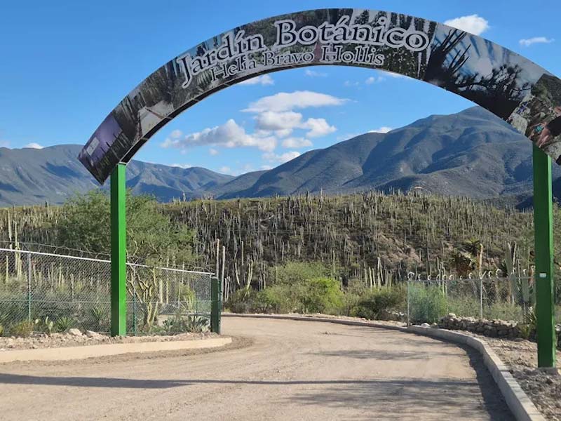 Jardín Botánico Helia Bravo Hollis: maravilla de cactus gigantes en Puebla