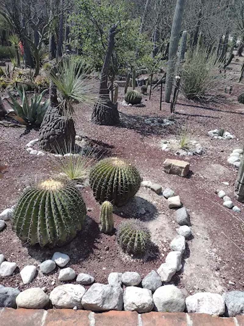 Jardín Botánico Helia Bravo Hollis: maravilla de cactus gigantes en Puebla
